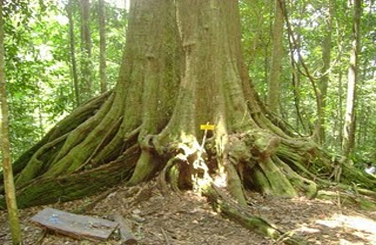 Pokok Cengal, Hutan Simpan Pasir Raja